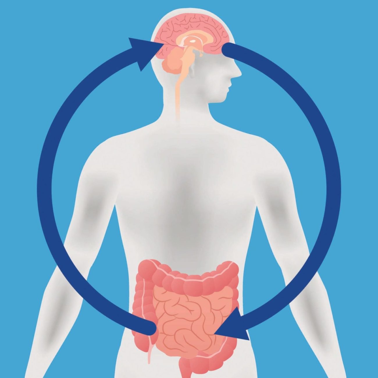 gut brain connection